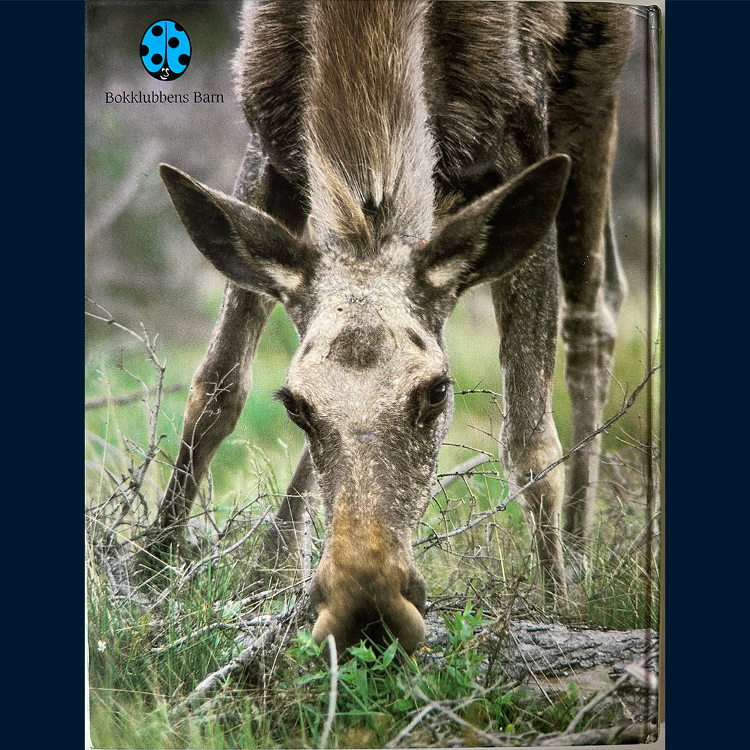 Fjelstad, Sverre M: Ville dyr i skogen 1