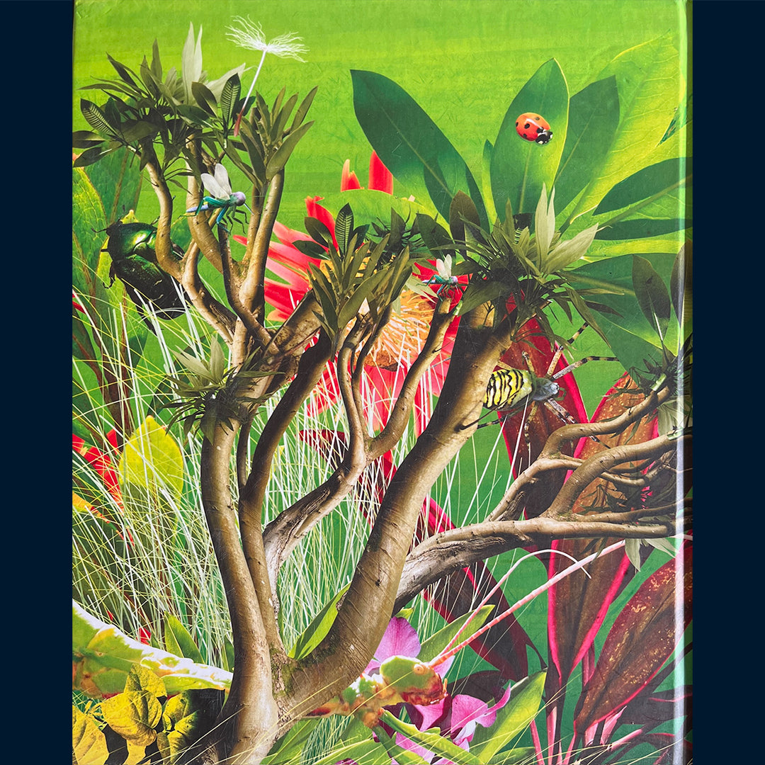 Cullimore, Stan: Mine første fakta - Råflinke romere