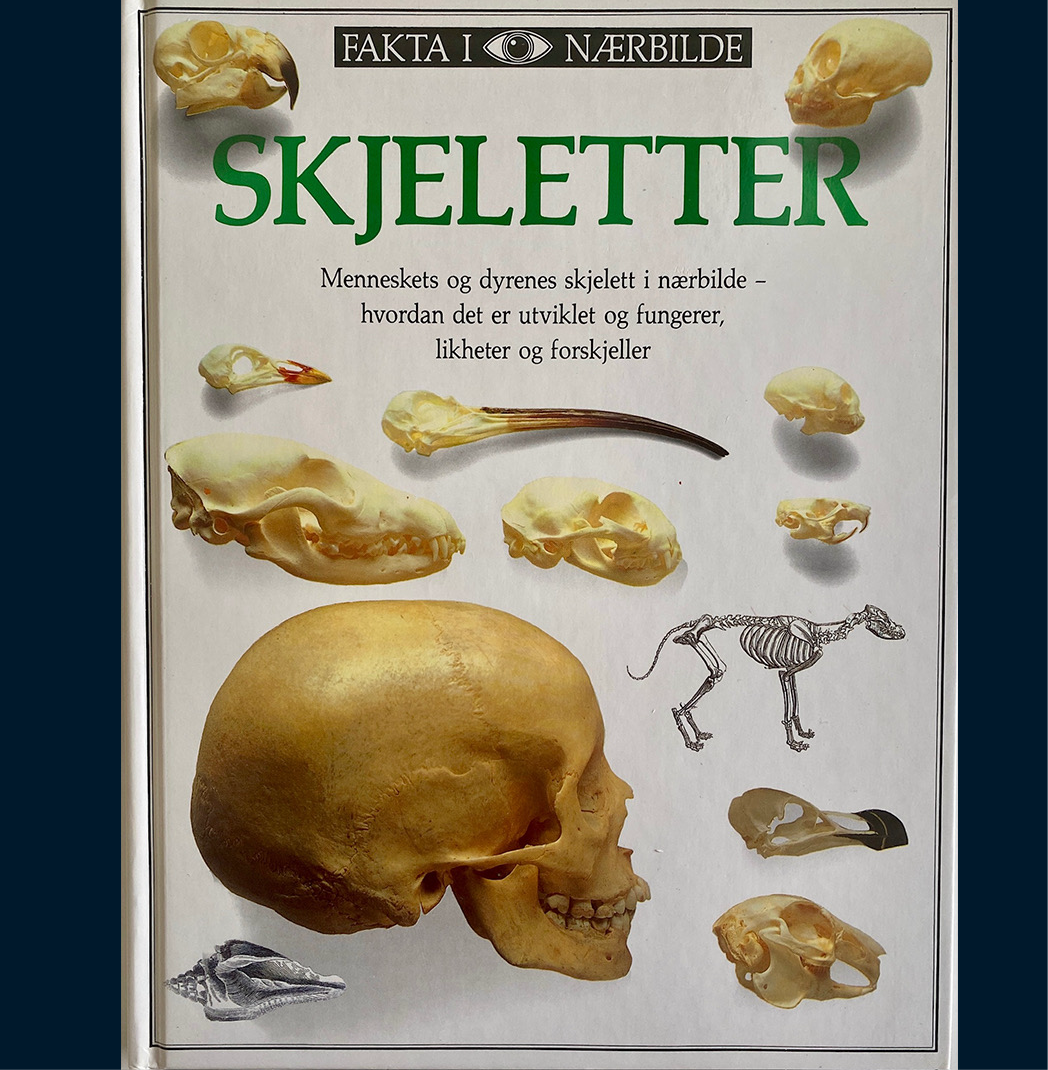 Fakta i nærbilde - Skjeletter